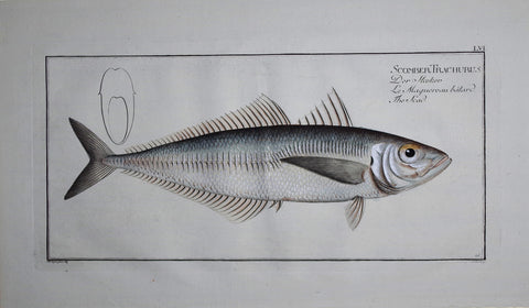 Marcus Elieser Bloch (1723-1799), Scomber Trachurus (Scad), Pl LVI