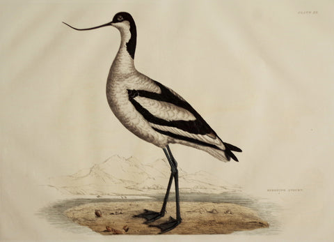 Prideaux John Selby (1788-1867), Scooping Avocet Plt XX