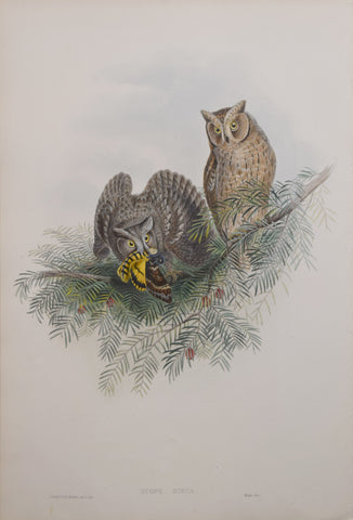 John Gould (1804-1881), Scops Zorca