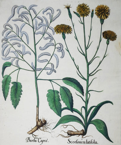 Basilius Besler (1561-1629), Scorfonera Latifolia