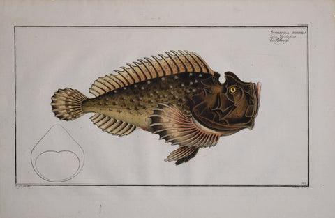 Marcus Elieser Bloch (1723-1799), Scorpaena Horrida (Stonefish), Pl CLXXXIII