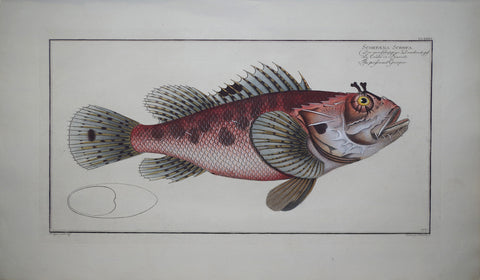 Marcus Elieser Bloch (1723-1799), Scorpaena Scrofa (Poisoned Grouper), Pl CLXXXII