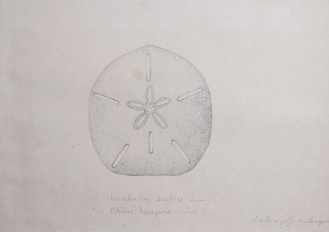 Christophe Paulin de la Poix de Freminville (1747-1848), Scutellaria Sexforis Lamarck