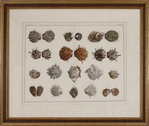 Albertus Seba (1665-1736) Tab LXXXIX