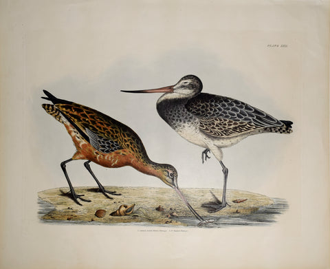 Prideaux John Selby (1788-1867), Common Godwit Winter Plumage Plt XXII