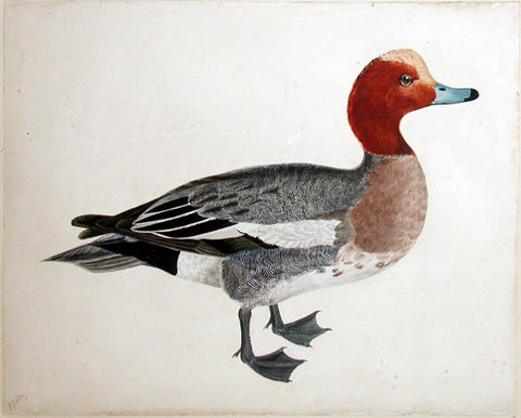 Prideaux John Selby (British, 1788-1867), “Widgeon, male”