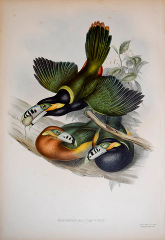 John Gould (1804-1881), Selenidera Maculirostris