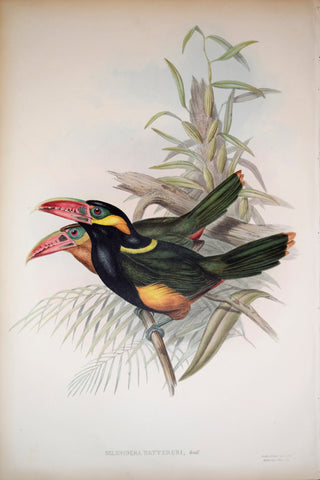 John Gould (1804-1881), Selenidera Nattereri