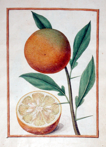 Jacques le Moyne de Morgues (French, ca. 1533-1588), Seville Orange