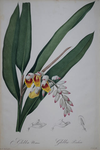 Pierre Joseph Redouté (1759-1840), Shell Ginger, Pink Porcelian Lily, Plate 60