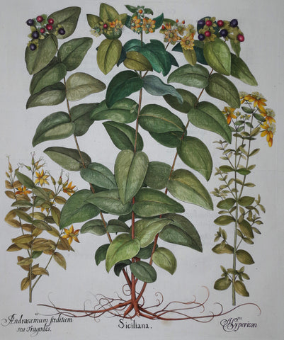 Basilius Besler (1561-1629), Siciliana