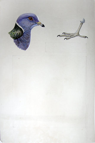 Arthur Singer (American, 1917-1990), Band-tailed Pigeon, Head and Foot