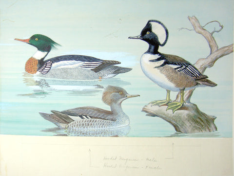 Arthur Singer (American, 1917-1990), Common Merganser and Hooded Merganser