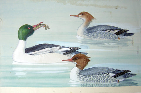 Arthur Singer (American, 1917-1990), Common Mergansers