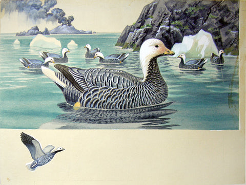 Arthur Singer (American, 1917-1990), Emperor Goose on Alaskan Shore