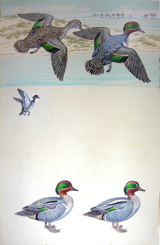 Arthur Singer (American, 1917-1990), Green-winged Teal