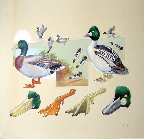 Arthur Singer (American, 1917-1990), Mallard and Golden-eye with Studies of Beaks and Feet