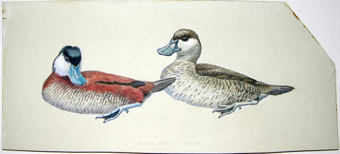 Arthur Singer (American, 1917-1990), Ruddy Duck, Male and Female