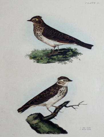 Prideaux John Selby (1788-1867), Sky & Wood Lark Plt L