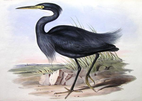 John Gould (1804-1881), Sombre Egret