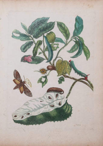 Maria Sibylla Merian (1647-1717), Soursop & Owlet Moth, Plate 14