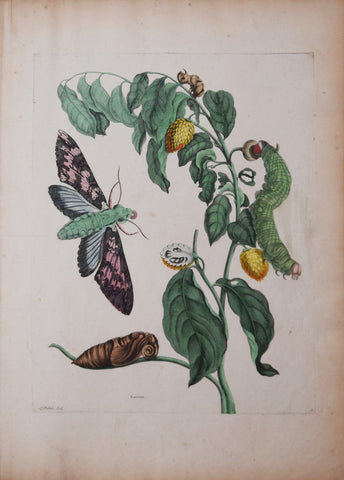 Maria Sibylla Merian (1647-1717), Soursop, Plate 3