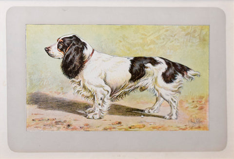 P. Mahler & J.B. Samat, Spaniel