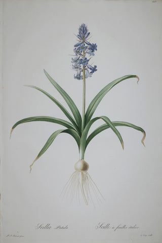 Pierre Joseph Redouté (1759-1840), Spanish Pseudohyacinthe, Plate 225