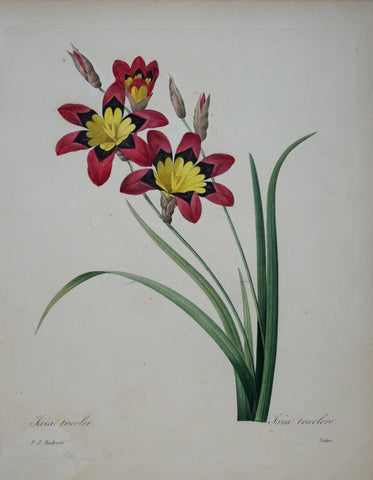 ﻿Pierre Joseph Redoute (1759-1840), Sparaxis tricolor