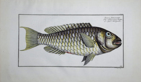 Marcus Elieser Bloch (1723-1799), Sparus Abildgaardi (Gilt-head), Pl CCLIX