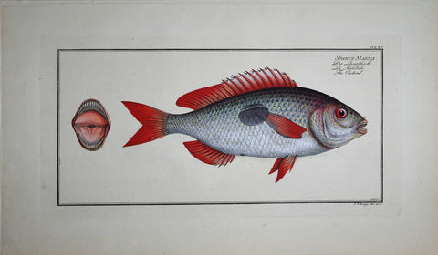 Marcus Elieser Bloch (1723-1799), Sparus Maena (Cackerel), Pl CCLXX