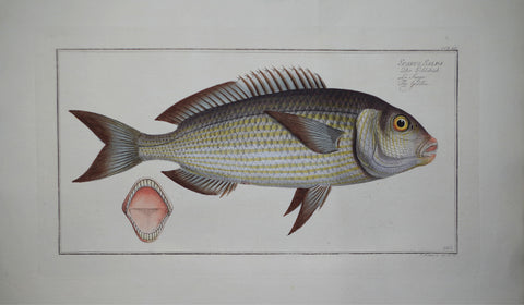Marcus Elieser Bloch (1723-1799), Sparus Salpa (Goldlin), Pl CCLXV