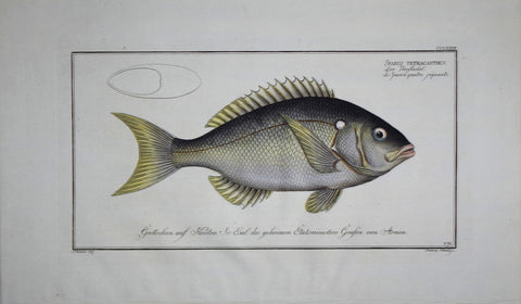Marcus Elieser Bloch (1723-1799), Sparus Tetracanthus