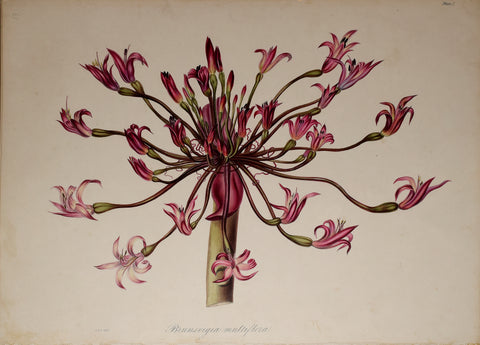 Arabella Elizabeth Roupell, Brunsvigia Multiflora