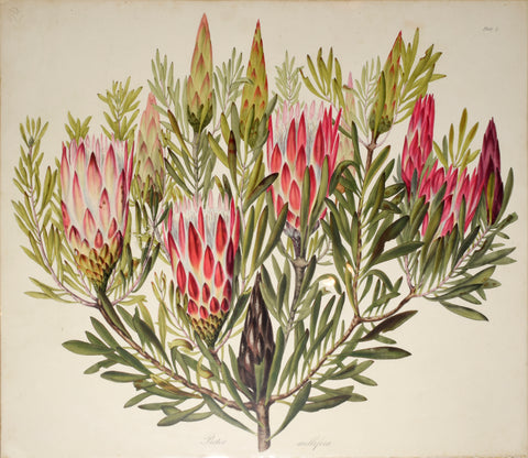 Arabella Elizabeth Roupell, Protea Mellisera