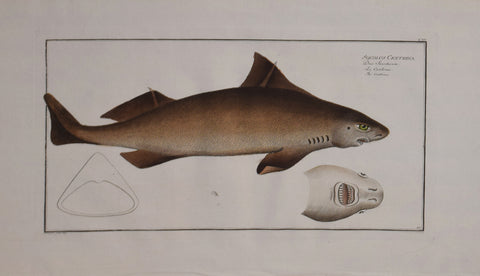 Marcus Elieser Bloch (1723-1799), Squalus Centrina, (Rough Shark), Pl CXV
