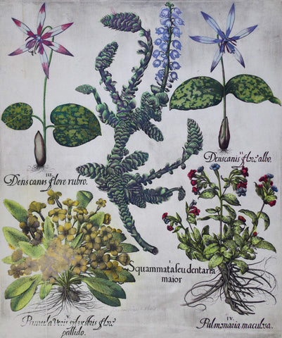 Basilius Besler (1561-1629), Squammatafeudentaria Major