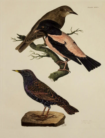 Prideaux John Selby (1788-1867), Starbing Male, Rose Coloured Paster Plt XXXVI