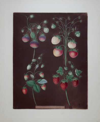 George Brookshaw (1751-1823), Strawberries