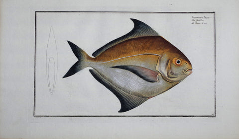 Marcus Elieser Bloch (1723-1799), Stromateus Paru