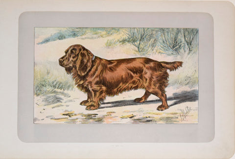 P. Mahler & J.B. Samat, Sussex Spaniel