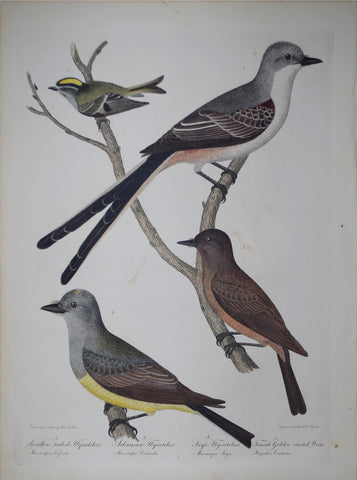 Alexander Wilson (1766-1813), Swallow-tailed flycatcher