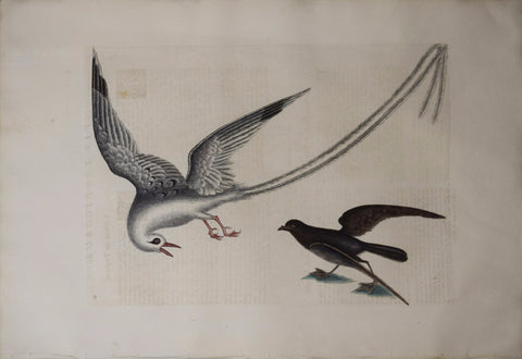 Mark Catesby (1683-1749), T14 The Tropic Bird, The Storm-Finck or Pittrel