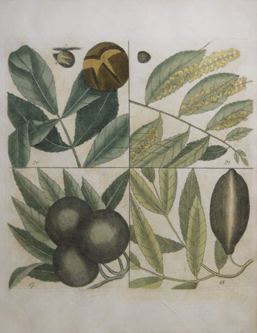 Mark Catesby (ca. 1679-1749), T 17,18, 20,21,22