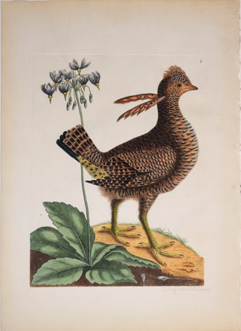 Mark Catesby (1683-1749), Le Coq du Bois d'Amerique (Partridge), T1
