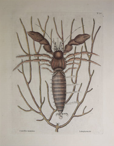Mark Catesby (1683-1749), T34-The Sea Hermit-Crab