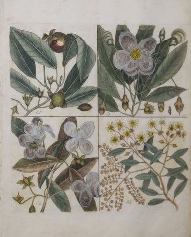 Mark Catesby (ca. 1679-1749), T 51, 52, 53, 54