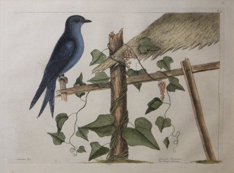 Mark Catesby (1683-1749), T51-The Purple Martin