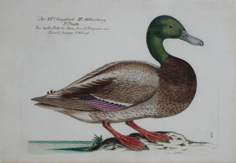 Johann Leonhard Frisch, (1666-1743) T 58
