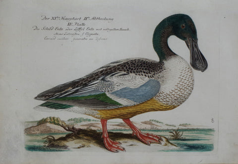 Johann Leonhard Frisch (1666-1743), T 61
